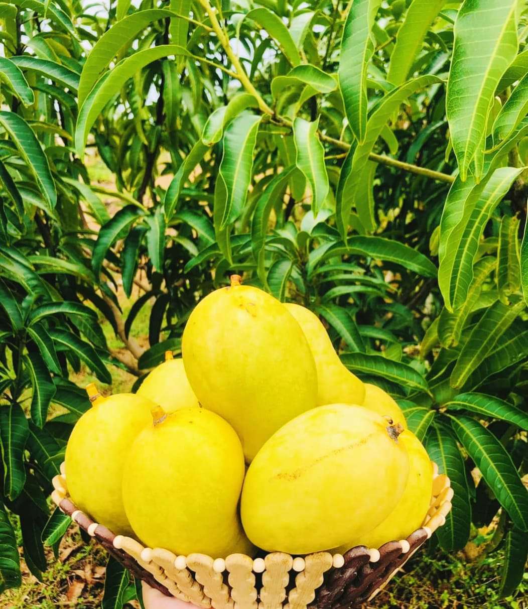Mangoes